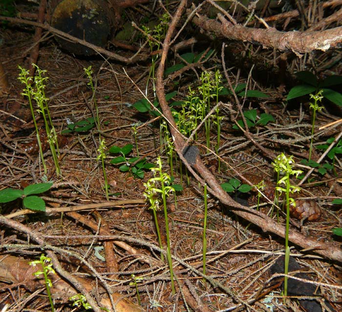 Tante, tantissime Corallorhiza trifida